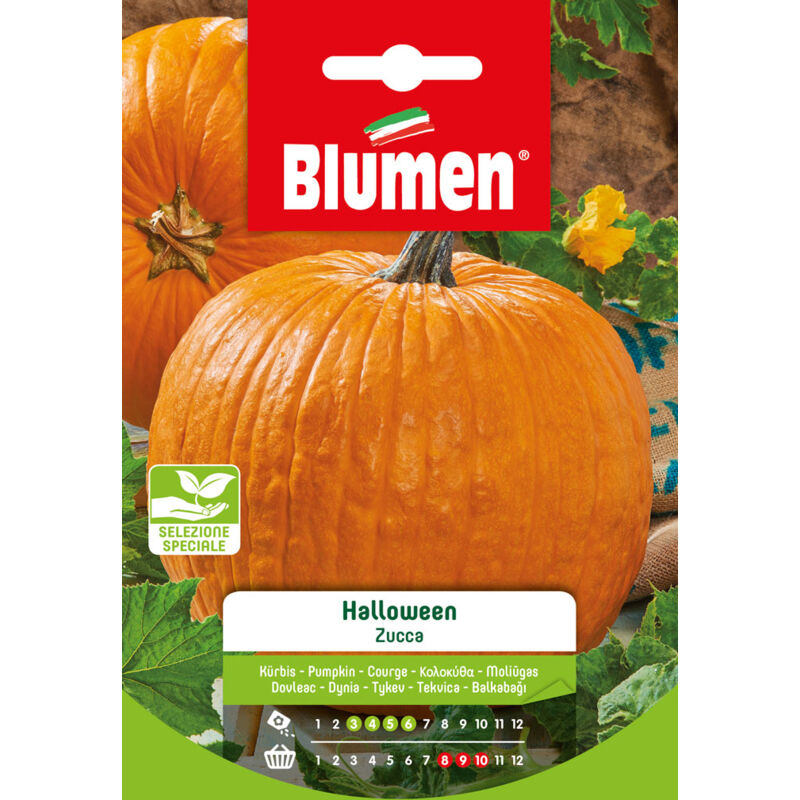foto del prodotto semi zucca halloween big max blumen