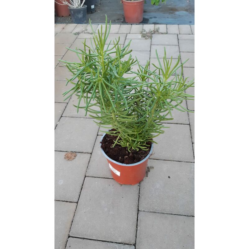 foto del prodotto senecio barbertonicus v17
