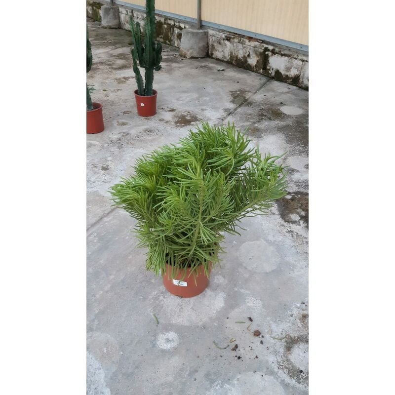 foto del prodotto senecio barbertonicus v25