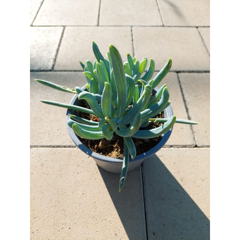 foto del prodotto senecio mandraliscae