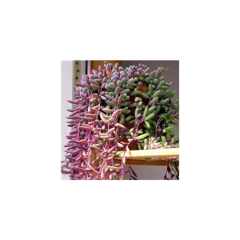 foto del prodotto senecio purple flush vaso 14cm foto reali