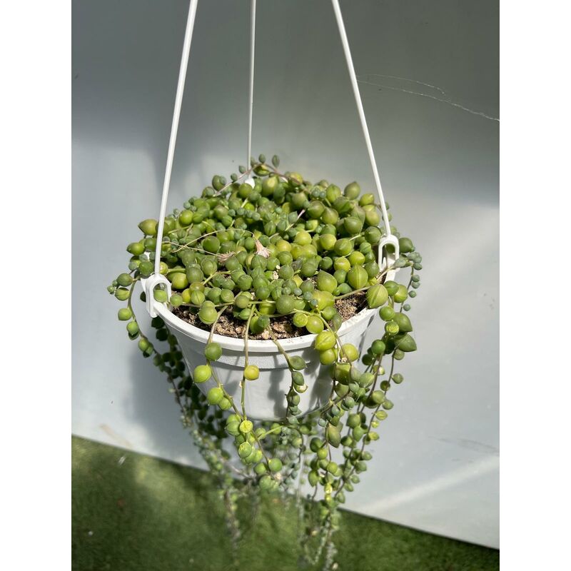 foto del prodotto senecio rowleyanus, pianta del rosario, collana di perle foto, pianta grassa