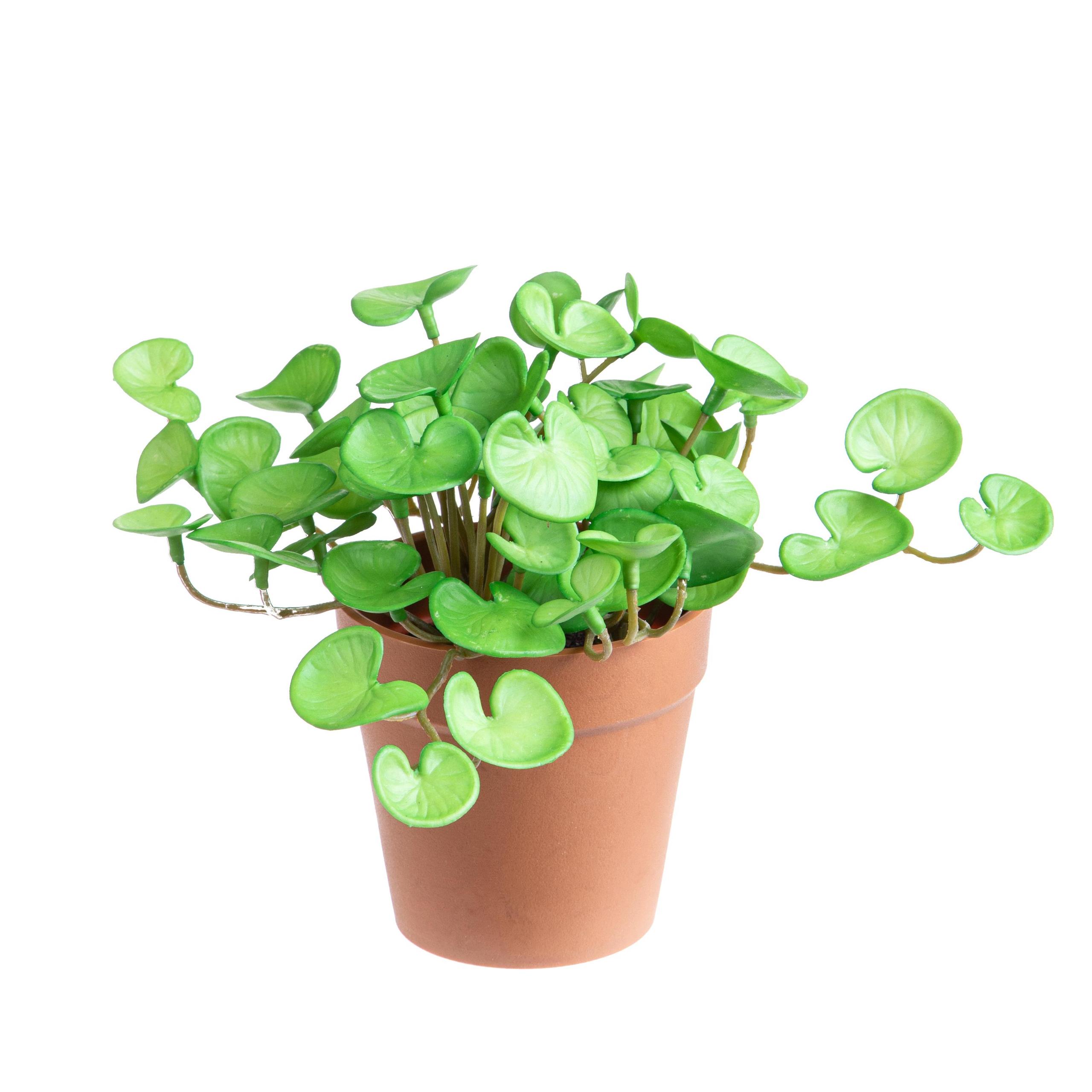foto del prodotto set 3 piante di hydrocotyle artificiale in vaso composta da 3 diramazioni altezza 20 cm verde