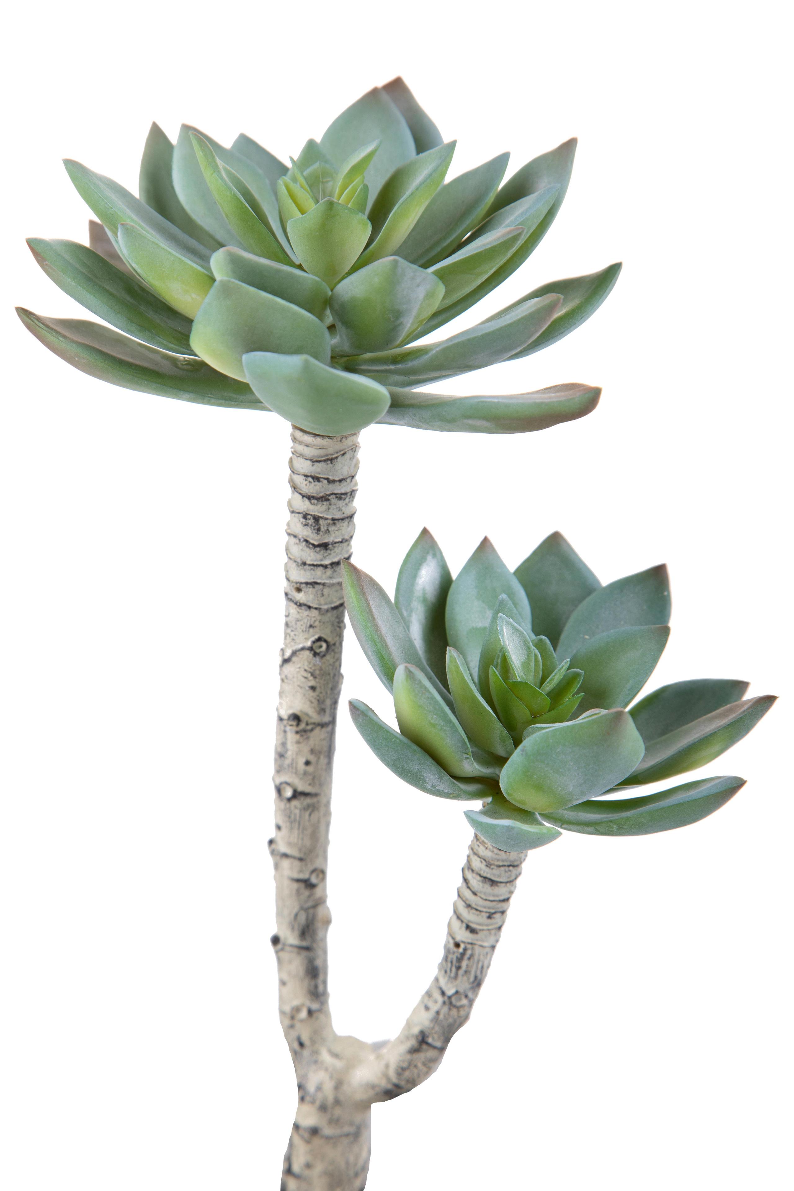 foto del prodotto set 3 succulent artificiale a 2 diramazioni altezza 22 cm grigio