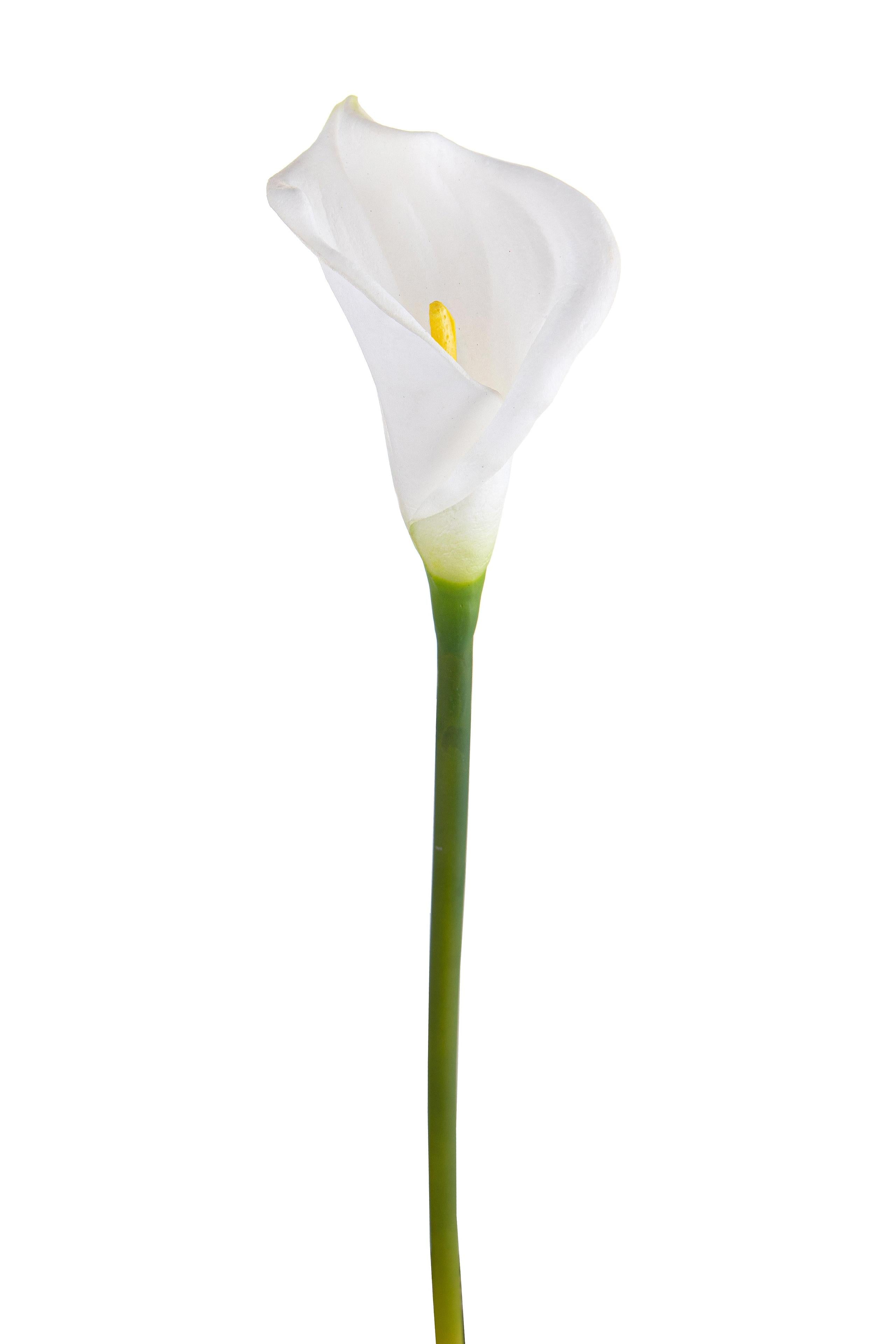 foto del prodotto set 6 fiori artificiali di calla semi aperta altezza 66 cm bianco