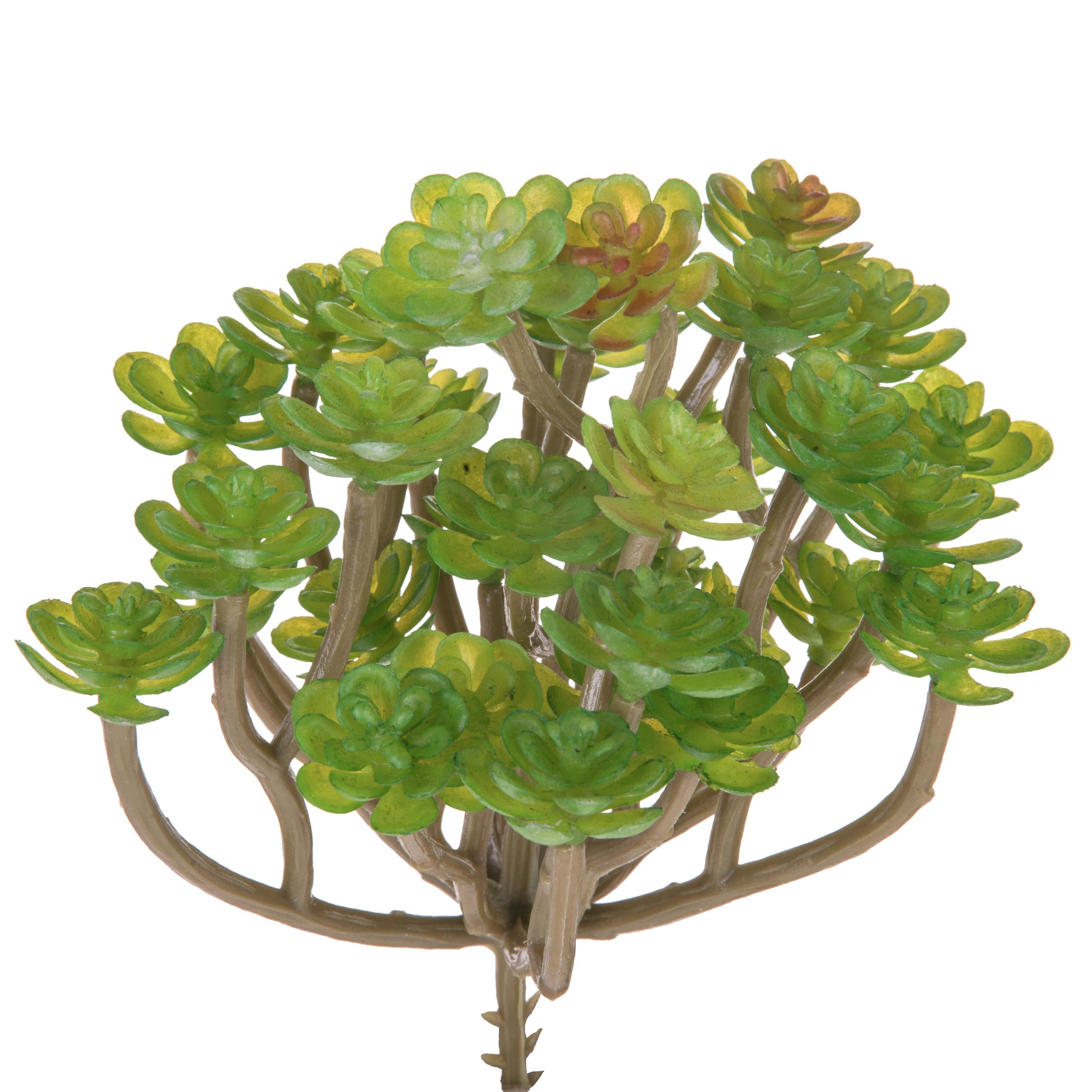 foto del prodotto set 9 aoenium succulent artificiale altezza 12 cm verde