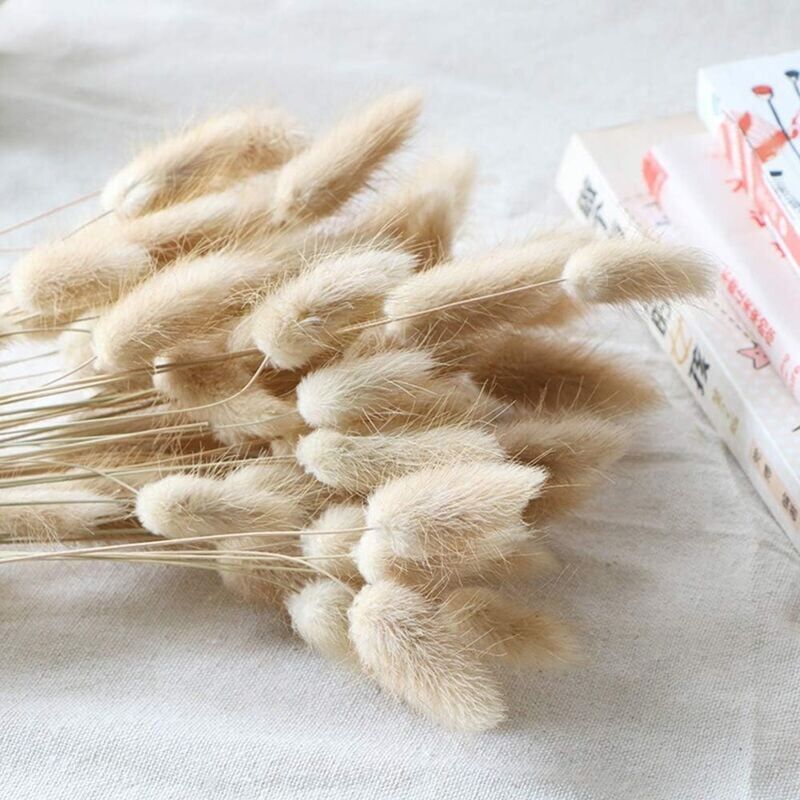 foto del prodotto snq ovatus essiccato naturale 90 pezzi, code di coniglio essiccate pampas per composizioni floreali, decorazioni per la casa e matrimoni