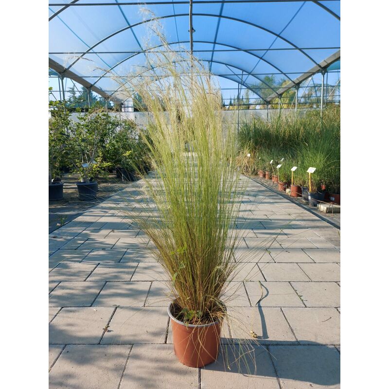 foto del prodotto stipa tenuissima