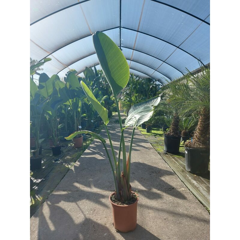 foto del prodotto strelitzia nicolai