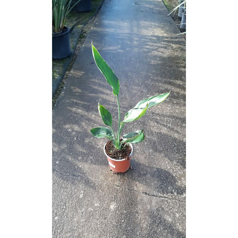 foto del prodotto strelitzia reginae