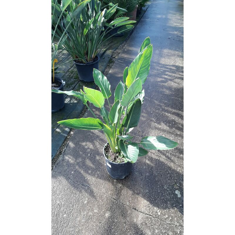 foto del prodotto strelitzia reginae