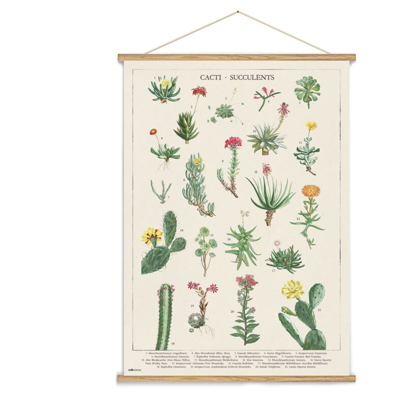 foto del prodotto striscione in legno cactus botanici kokonote