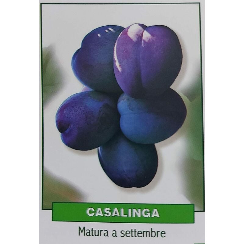foto del prodotto susina casalinga pianta di 3 anni