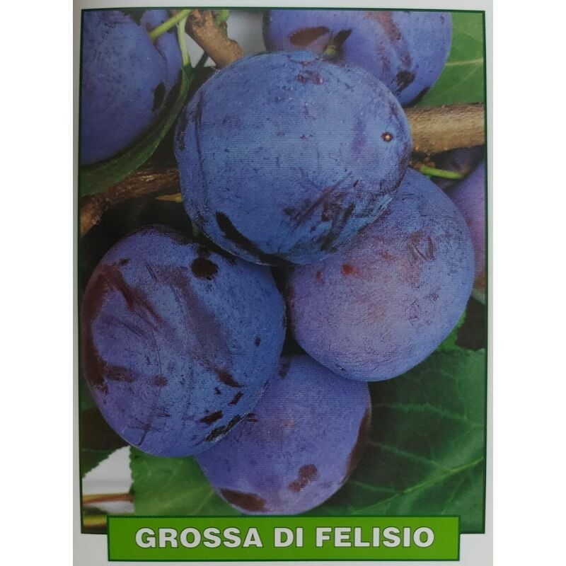 foto del prodotto susina grossa di felisio pianta di 3 anni