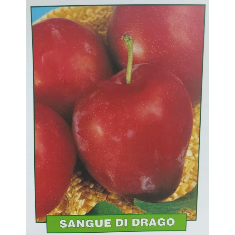 foto del prodotto susina sangue di drago pianta di 3 anni