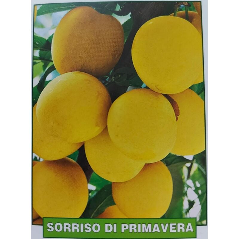 foto del prodotto susina sorriso di primavera pianta di 3 anni