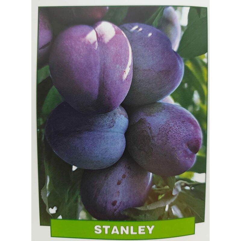 foto del prodotto susina stanley pianta di 3 anni
