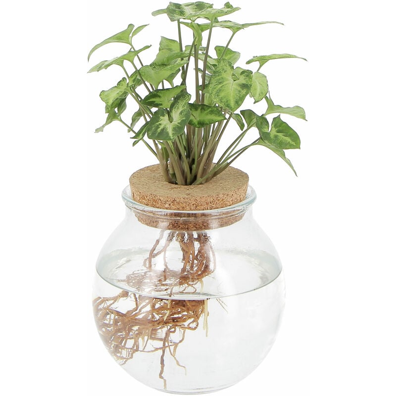 foto del prodotto syngonium pianta idroponica h 30 40 cm vaso 12 cm