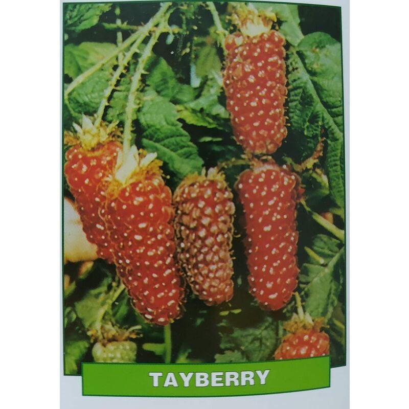 foto del prodotto tayberry pianta di 3 anni