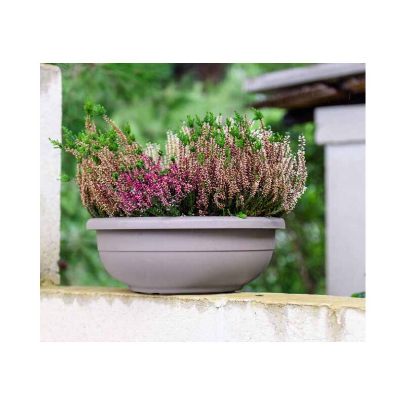 foto del prodotto telcom ciotola aurora 60 tortora