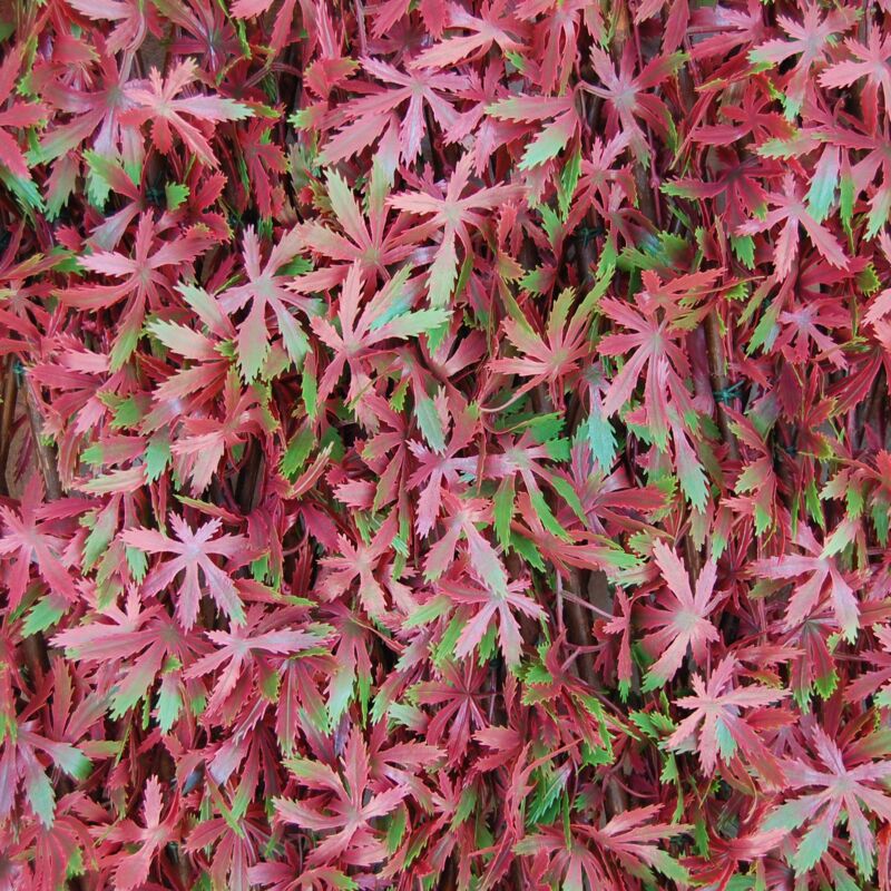 foto del prodotto tenax siepe artificiale con foglie traliccio estensibile in salice, divy 3d x tens red acer, 1x2 m, rosso verde