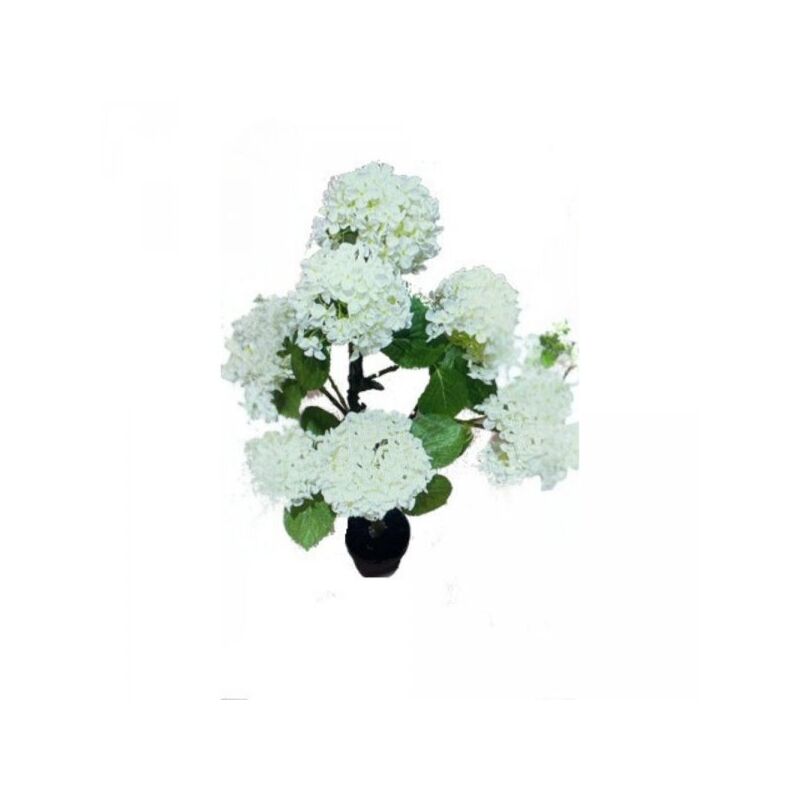 foto del prodotto tezeta - pianta ornamentale di ortensia in vaso 150 cm colore bianco