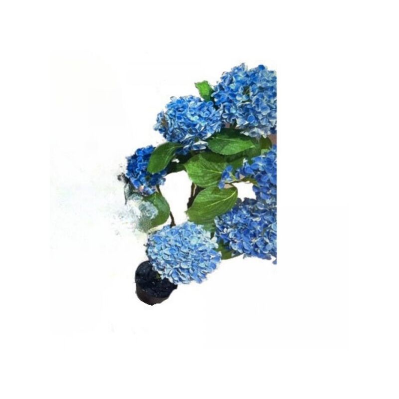 foto del prodotto tezeta pianta ornamentale di ortensia in vaso 150 cm colore blu