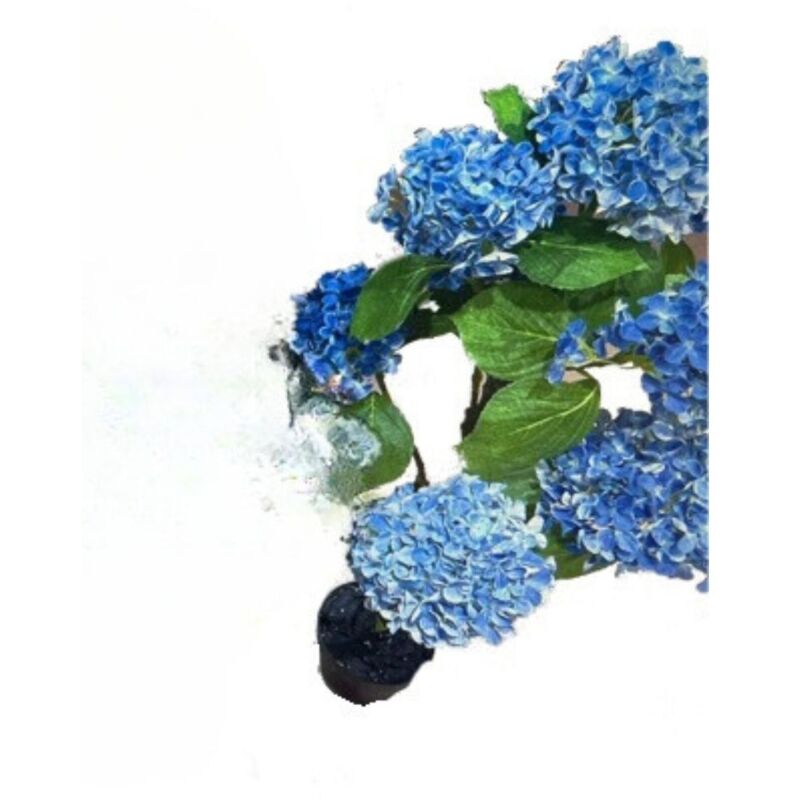foto del prodotto tezeta pianta ornamentale ortensia colore blu 150h con vaso