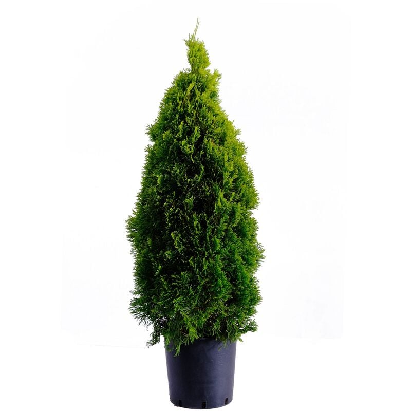 foto del prodotto thuja smeraldo thuja occidentalis golden smaragd piante vere da esterno sempreverdi h 100 120 cm vaso 24 cm