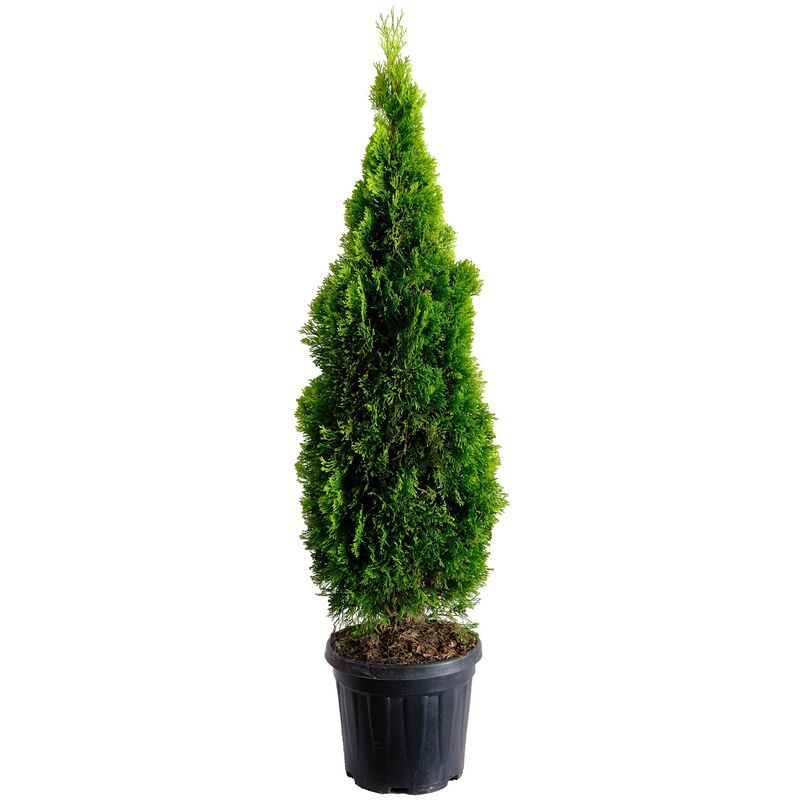 foto del prodotto thuja smeraldo thuja occidentalis golden smaragd piante vere da esterno sempreverdi h 125 150 cm vaso 28 cm
