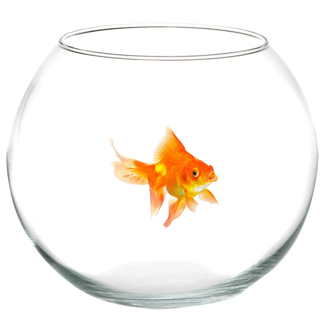 foto del prodotto trade shop ampolla boccia per pesci in vetro 20 cm acquario pesce rosso centrotavola 