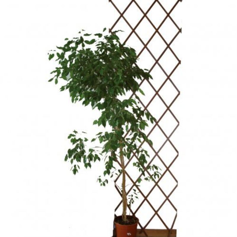 foto del prodotto traliccio estensibile kallista in legno 2x1 per piante rampicanti giardino 38689