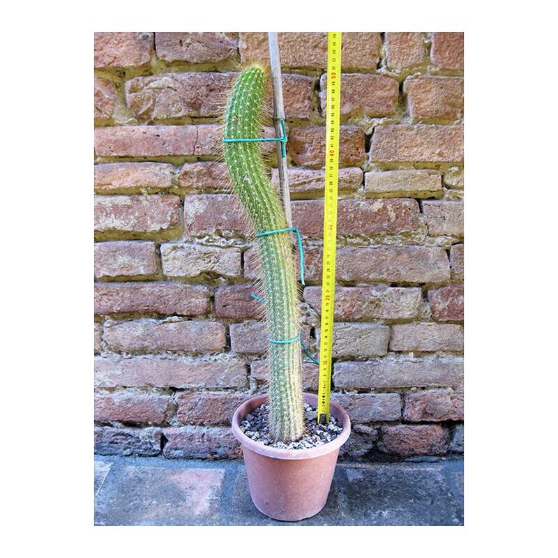 foto del prodotto trichocereus huascha 50 cm, cactus, pianta grassa