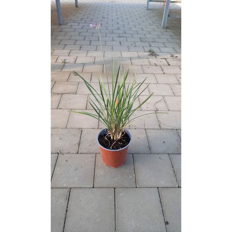 foto del prodotto tulbaghia violacea v17