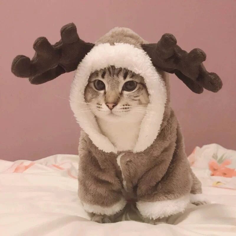 foto del prodotto tuta invernale in caldo pile per gatti per piccoli gatti gattini divertenti vestiti per animali domestici rosso