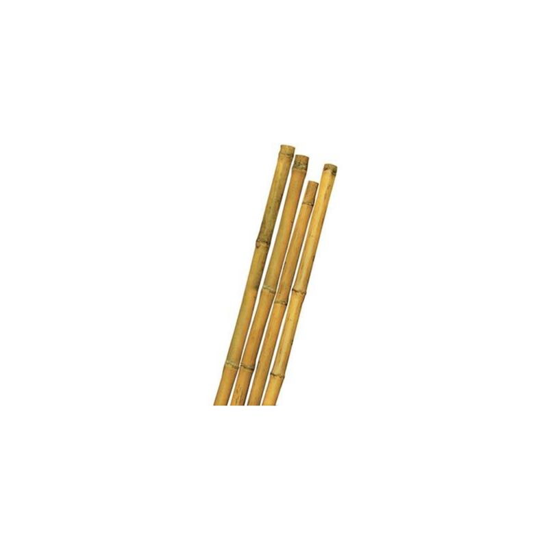 foto del prodotto tutore canna bamboo mm 22 24 h.cm 180 conf. 10 pz