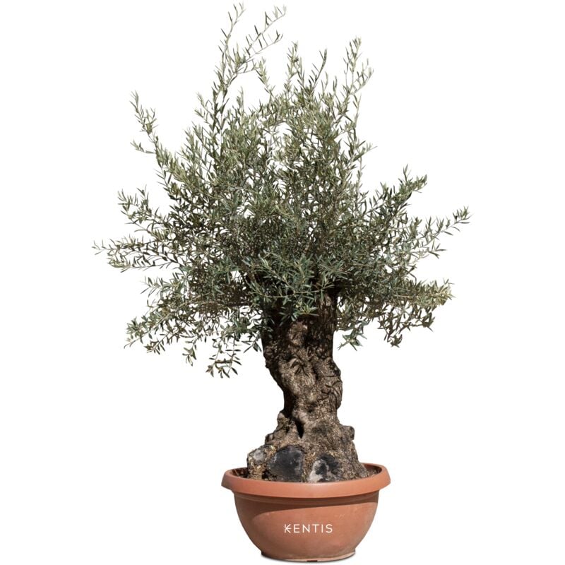 foto del prodotto ulivo bonsai vero altezza 200 cm circa olivo olea europea bonsai circonferenza tronco 60 100 cm circa pianta da esterno perfetta per giardini