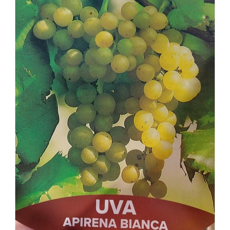 foto del prodotto uva apirena bianca pianta di 3 anni
