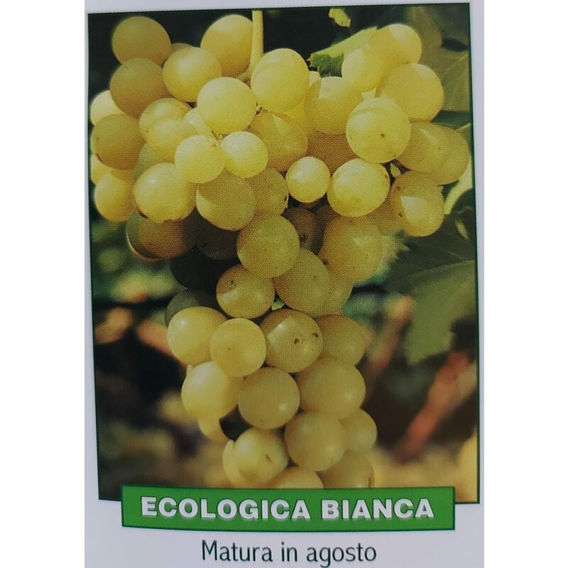 foto del prodotto uva ecologica bianca pianta di 3 anni
