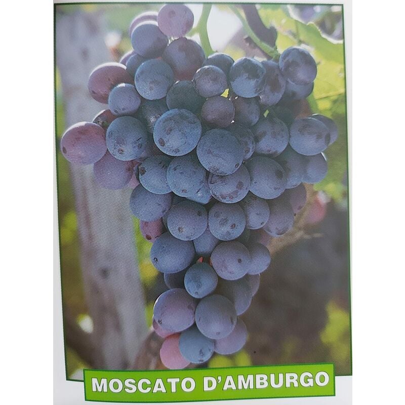 foto del prodotto uva moscato d amburgo pianta di 3 anni