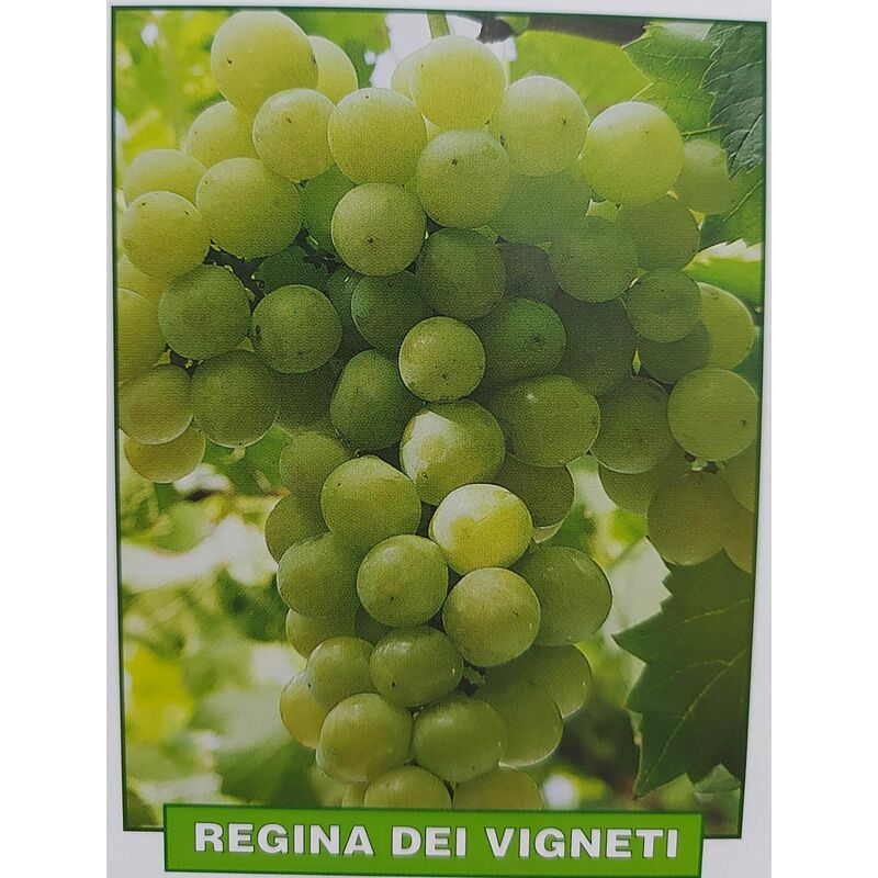 foto del prodotto uva regina dei vigneti pianta di 3 anni