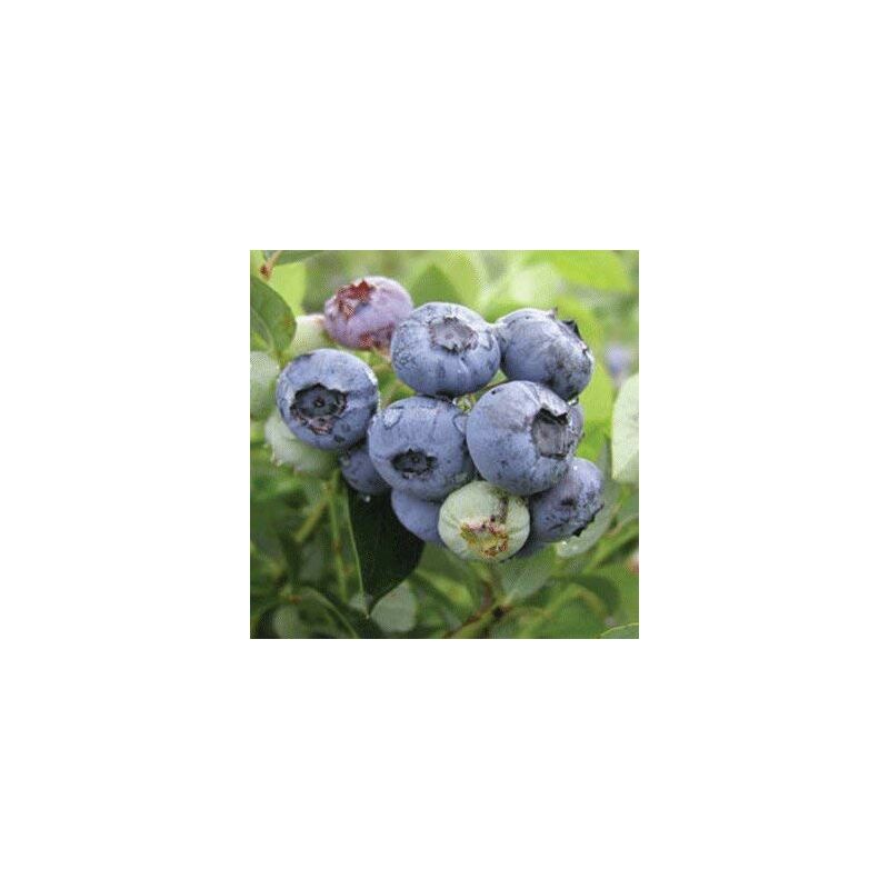 foto del prodotto vaccinium corymbosum mirtillo americano darrow foto reali h 70cm