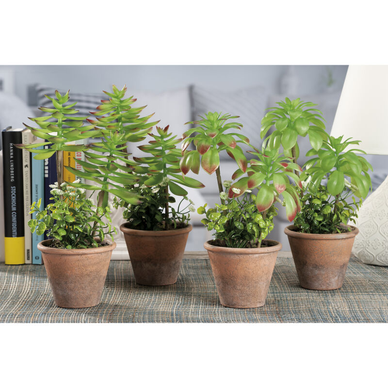 foto del prodotto vaso con piante grasse d.20xh31cm in diversi model