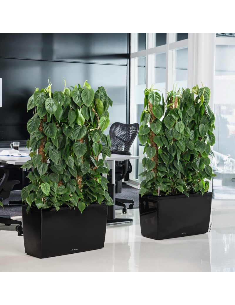 foto del prodotto vaso da interno cararo premium 75 cm nero lucido