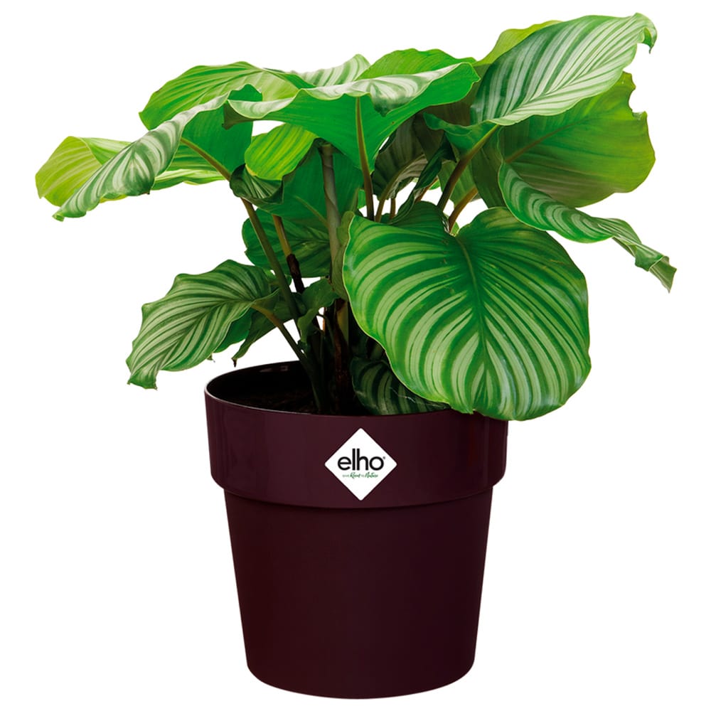 foto del prodotto vaso per piante mulberry 16x15cm 2l
