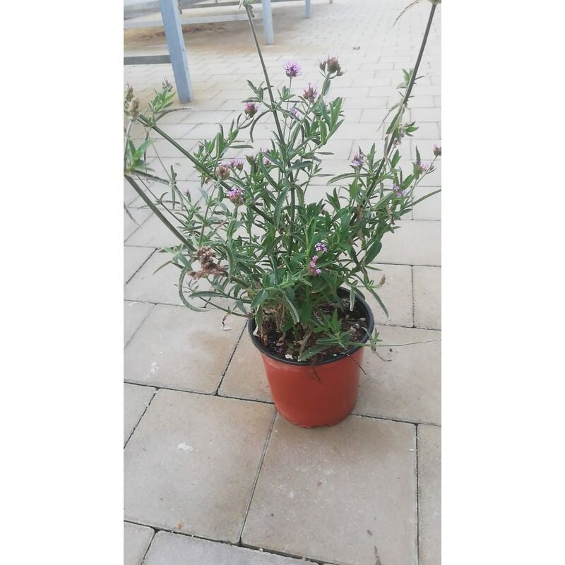 foto del prodotto verbena bonariensis v17