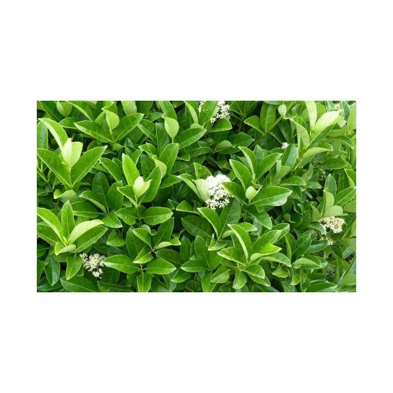 foto del prodotto viburno lucido viburnum lucidum h 80cm piante per siepi