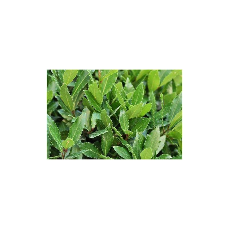 foto del prodotto vivaio garden forest 30 piante di alloro laurus nobilis h 190 200 cm vaso 24 cm foto reali