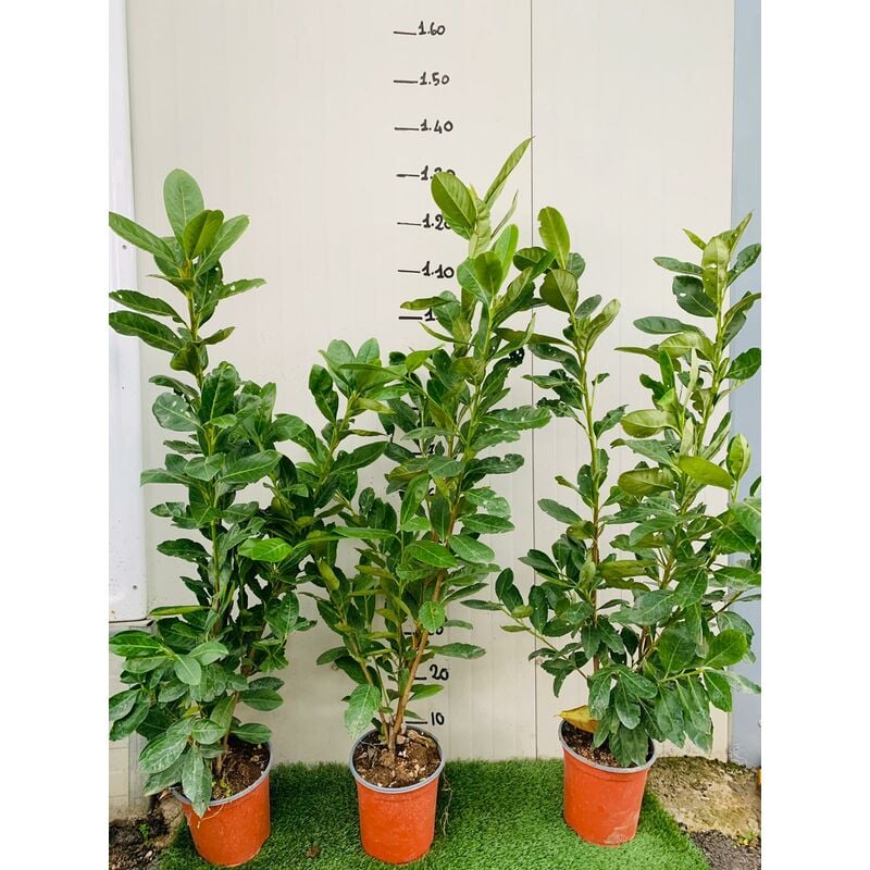 foto del prodotto vivaio garden forest 50 piante di lauro ceraso laurocesasus lauroceraso novita h 120 130cm siepi alte