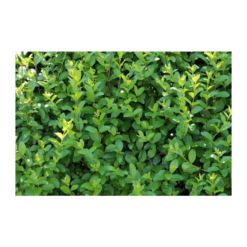foto del prodotto vivaio garden forest 50 piante di ligustrum ovalifolium ligustro h130cm foto reali